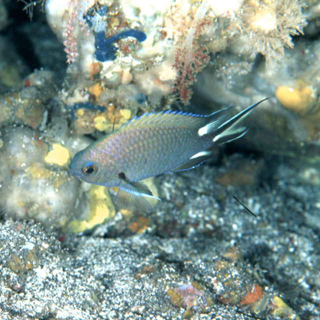 Chromis onumai